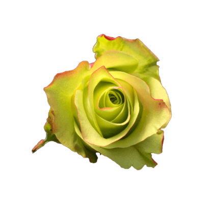 Роза Xflora FAIRWAY BI GREEN CLASSC