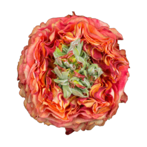 Роза садовая Xflora FLASH EYE BI ORANGE  