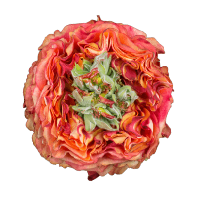 Роза садовая Xflora FLASH EYE BI ORANGE  