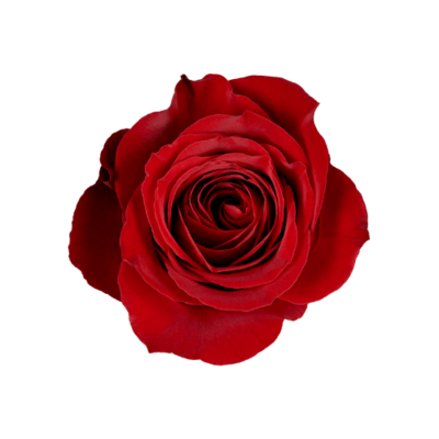 Роза Xflora FREEDOM RED CLASSIC