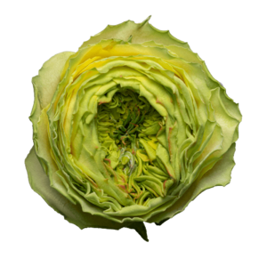 Роза садовая Xflora GRASSHOPPER GREEN  