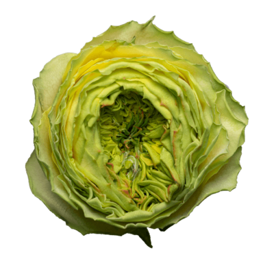 Роза садовая Xflora GRASSHOPPER GREEN  