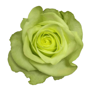 Роза садовая Xflora GREENWAY GREEN  