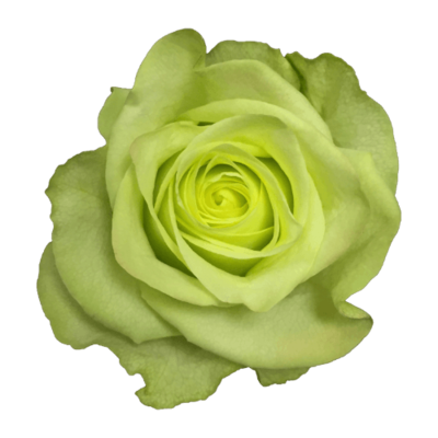 Роза садовая Xflora GREENWAY GREEN  