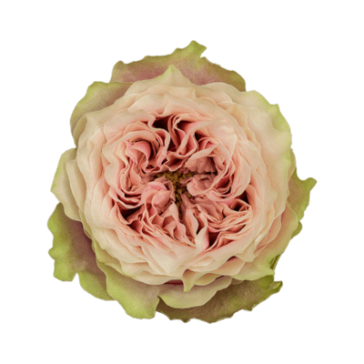 Роза садовая Xflora HELEN OF TROY PINK  