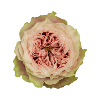 Роза садовая Xflora HELEN OF TROY PINK  