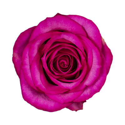 Роза Xflora ISADORA CERISE CLASSIC