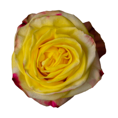 Роза Xflora JOKER YELLOW BI CLASSIC
