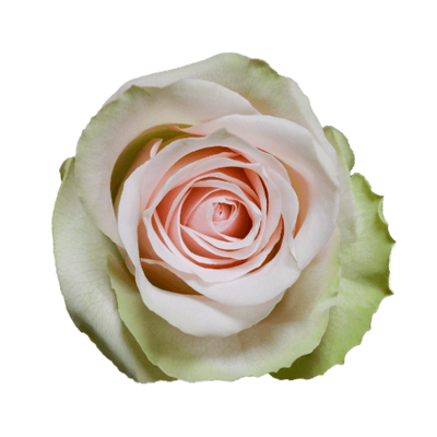 Роза Xflora LA BELLE BI PINK CLASSIC