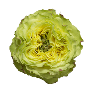 Роза садовая Xflora LEMON ZESTE BI YELLOW  