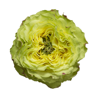 Роза садовая Xflora LEMON ZESTE BI YELLOW  