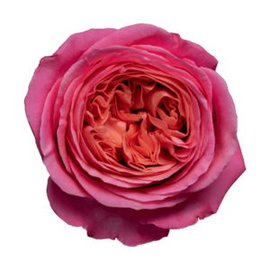 Роза садовая Xflora LONDON EYE PINK  