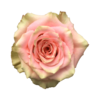Роза садовая Xflora LOVE PEARL PINK  CLASSIC