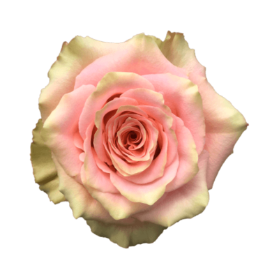 Роза садовая Xflora LOVE PEARL PINK  CLASSIC