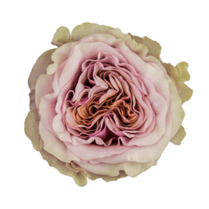 Роза садовая Xflora MABELLA LILACPINK  CLASSIC