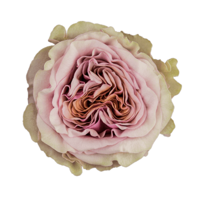 Роза садовая Xflora MABELLA LILACPINK  CLASSIC