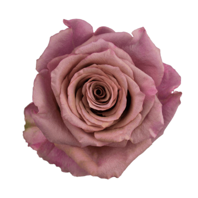 Роза Xflora MAGIC SILVER LILAC CLASSIC