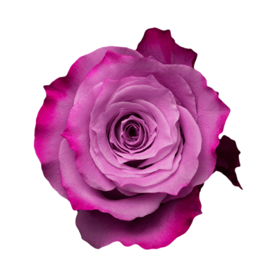 Роза Xflora MARITIM LILAC CLASSIC