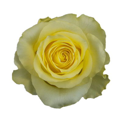 Роза Xflora MINION YELLOW CLASSIC