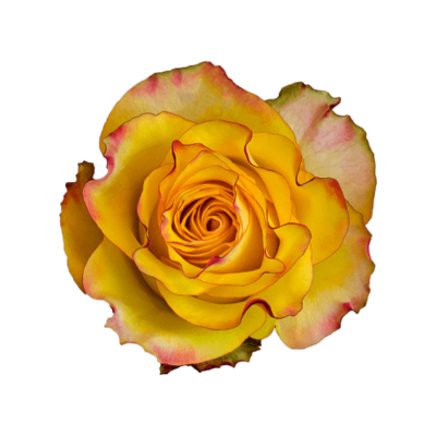 Роза Xflora NEWSFLASH BI YELLOW CLASSIC