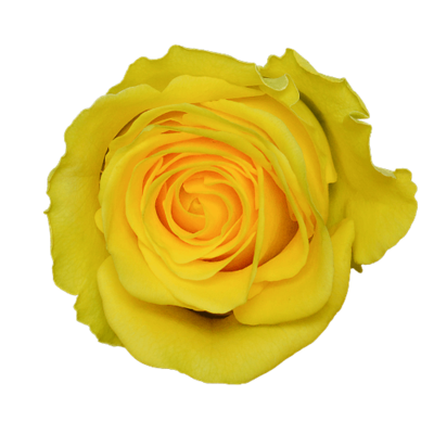 Роза Xflora PENNY LANE YELLOW CLASSIC