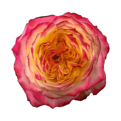 Роза садовая Xflora PIROUETTE BI COLOR  