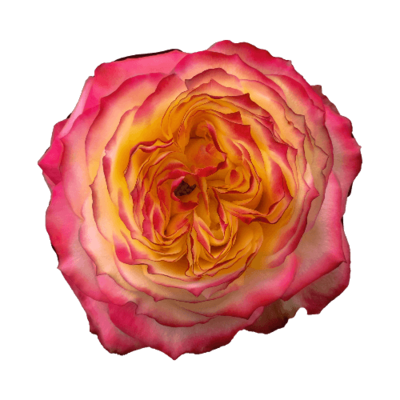 Роза садовая Xflora PIROUETTE BI COLOR  