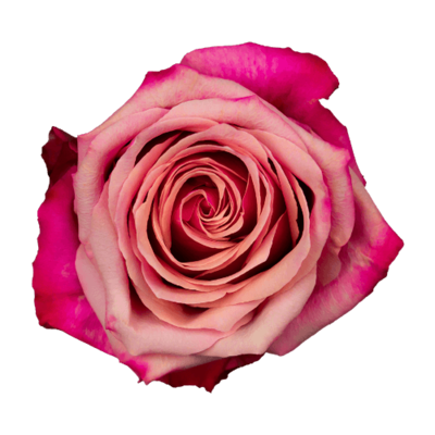 Роза Xflora POMPIDOU CERISE CLASSIC