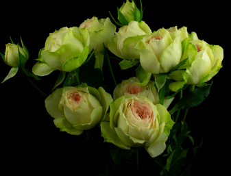 Роза кустовая Xflora PavlovaSP 32 pink
