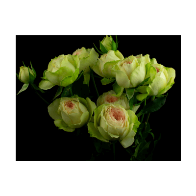Роза кустовая Xflora PavlovaSP 32 pink