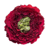 Роза садовая Xflora RED EYE RED  