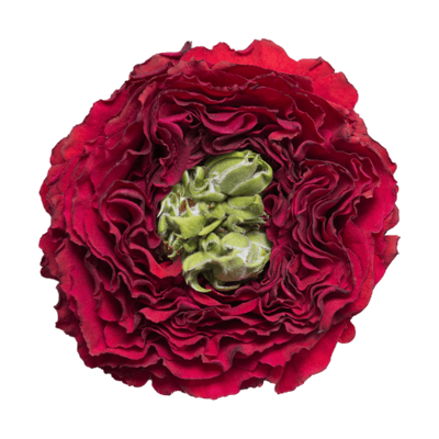 Роза садовая Xflora RED EYE RED  
