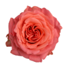 Роза садовая Xflora ROMANZA ORANGE  