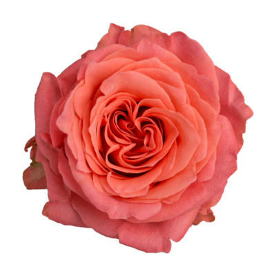 Роза садовая Xflora ROMANZA ORANGE  