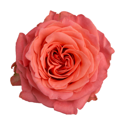 Роза садовая Xflora ROMANZA ORANGE  