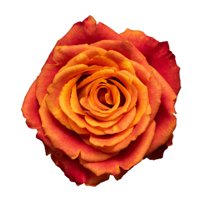 Роза Xflora SILANTOI ORANGE CLASSIC