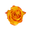 Роза Xflora SOMBRERO YELLOW BI CLASSIC