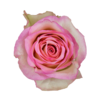 Роза Xflora SOUVEREIGN PINK CLASSIC