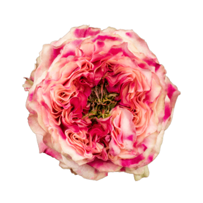 Роза садовая Xflora SPLASH EYE PINK  