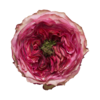 Роза садовая Xflora STAR TREK PINK  