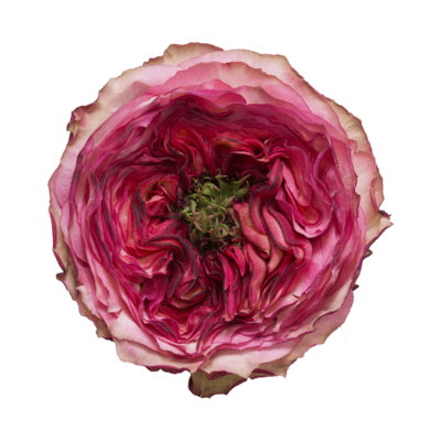 Роза садовая Xflora STAR TREK PINK  