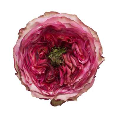 Роза садовая Xflora STAR TREK PINK  