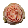 Роза Xflora SWAN GRACE