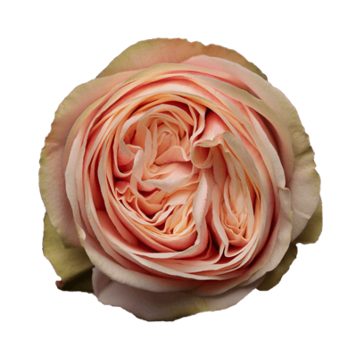 Роза Xflora SWAN GRACE