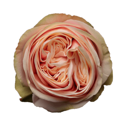 Роза Xflora SWAN GRACE