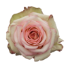 Роза Xflora TORMENTA BI PINK CLASSIC