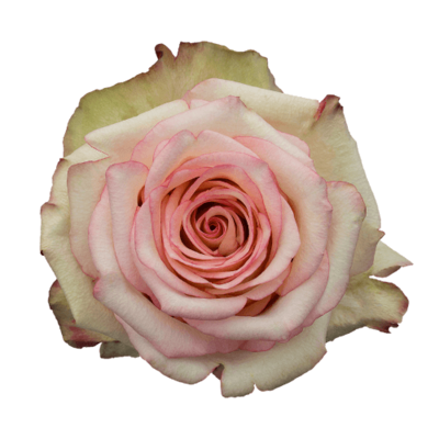 Роза Xflora TORMENTA BI PINK CLASSIC