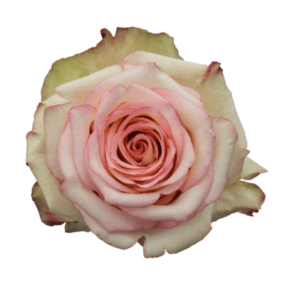 Роза Xflora TORMENTA BI PINK CLASSIC