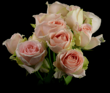 Роза кустовая Xflora Tender blossomsSP 15 Pink