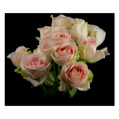 Роза кустовая Xflora Tender blossomsSP 15 Pink